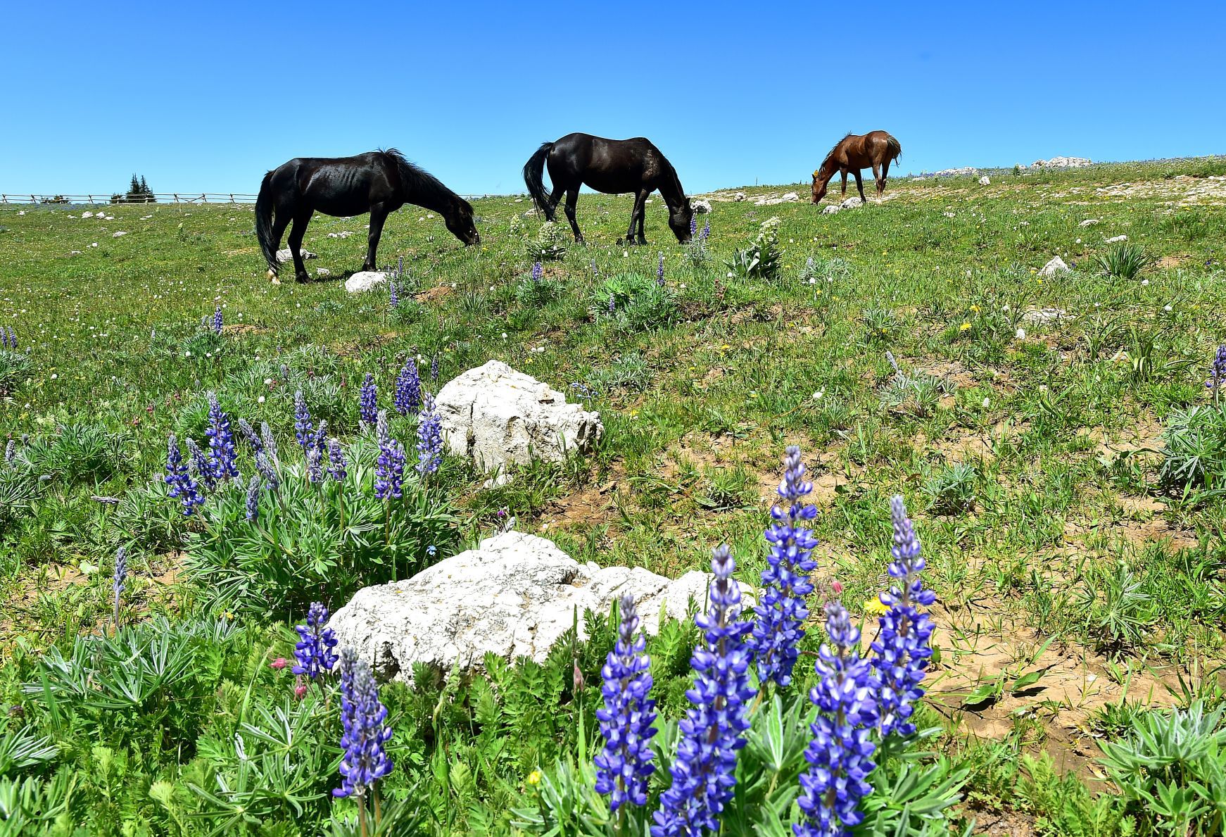 Wild horses